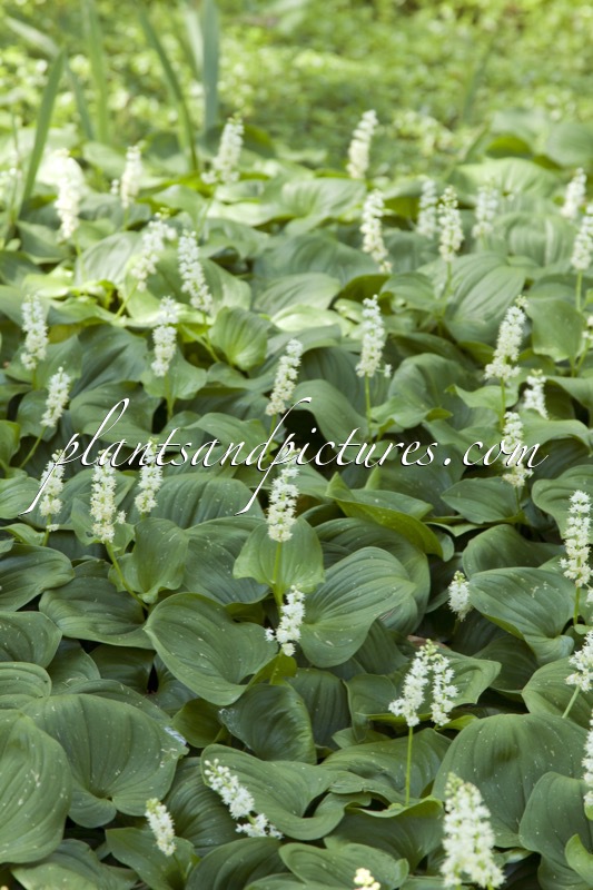 Maianthemum dilatatum
