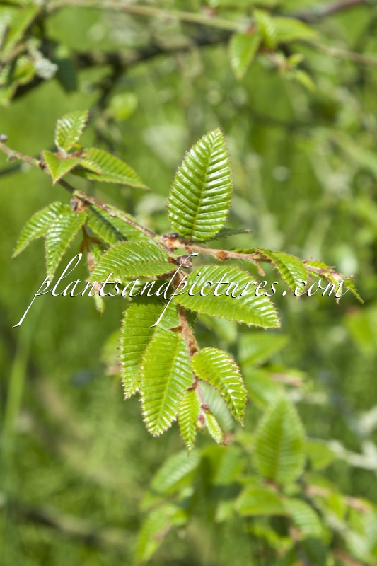 Betula potaninii