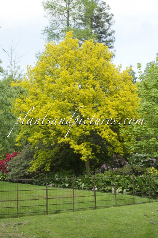 Quercus robur ‘Concordia’