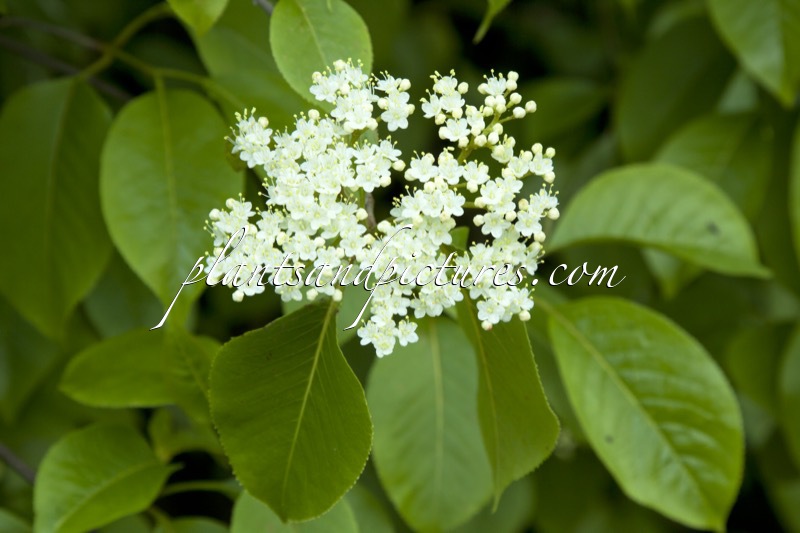 Viburnum lentago