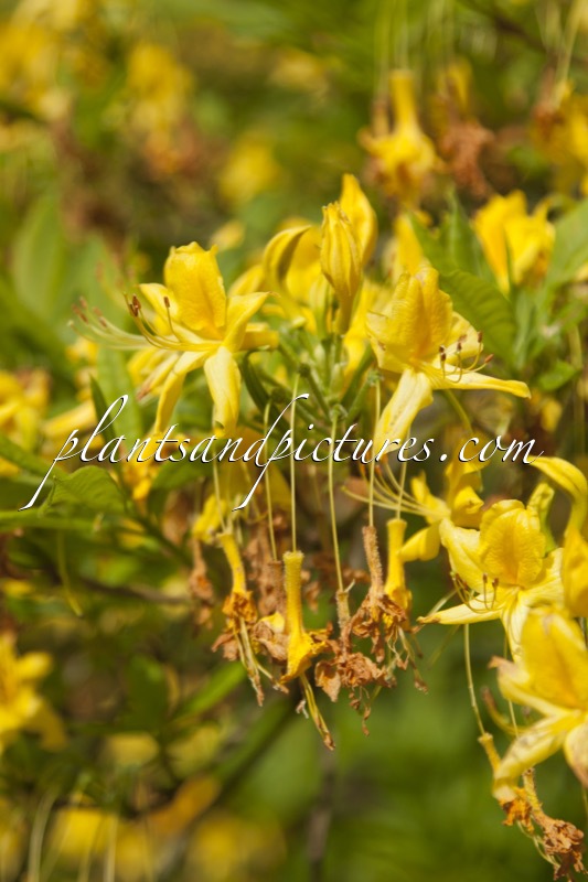 Rhododendron luteum