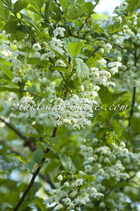 Sinojackia xylocarpa