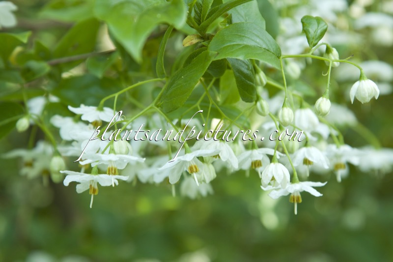 Sinojackia xylocarpa