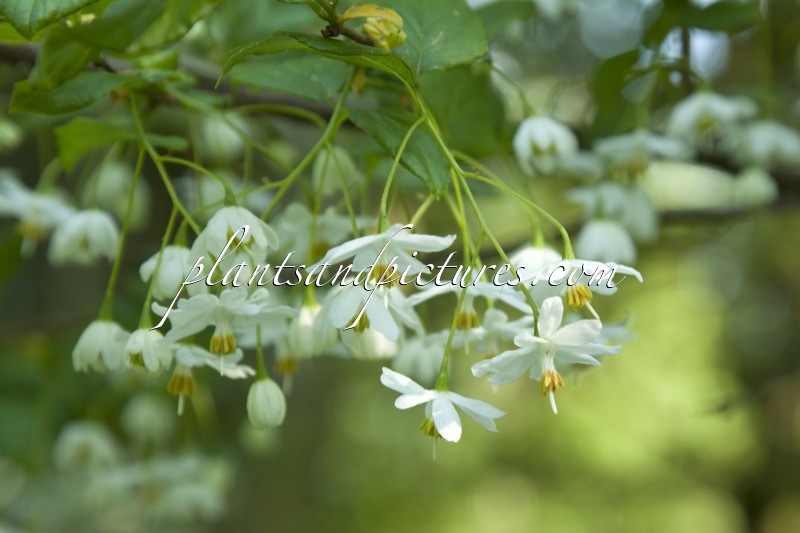 Sinojackia xylocarpa