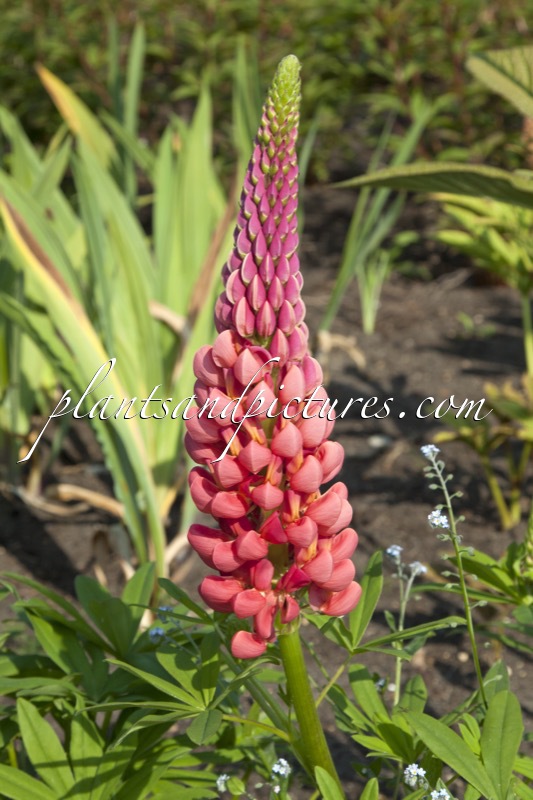 Lupinus ‘Towering Inferno’ (West County Series)