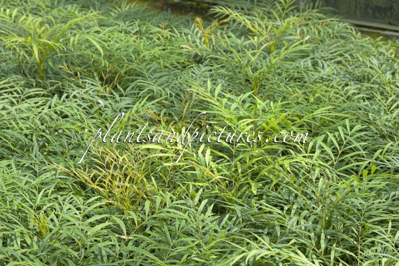 Mahonia eurybracteata ‘Soft Caress’
