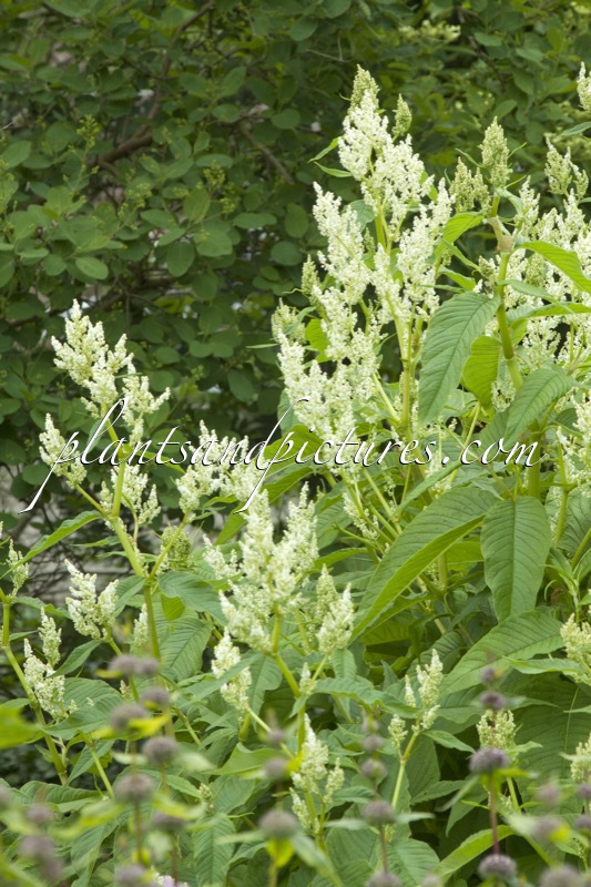 Polygonum polymorphum