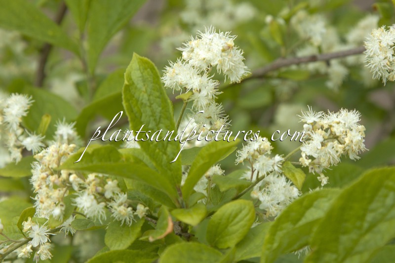 Symplocos paniculata