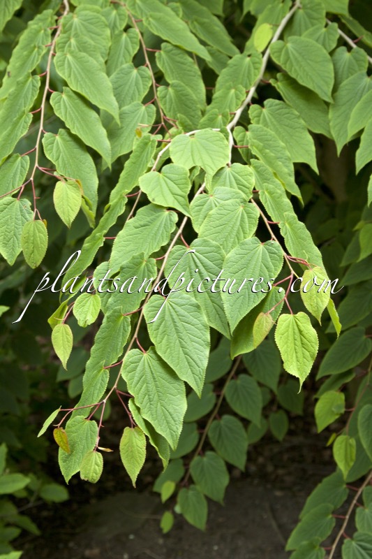 Tetracentron sinense