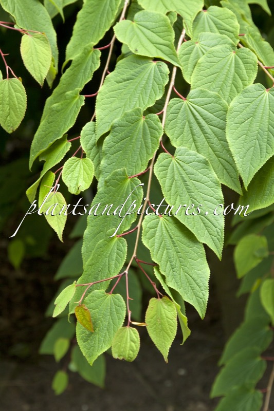 Tetracentron sinense