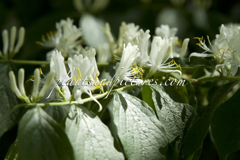 Lonicera maackii