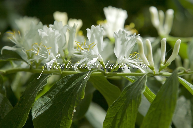 Lonicera maackii