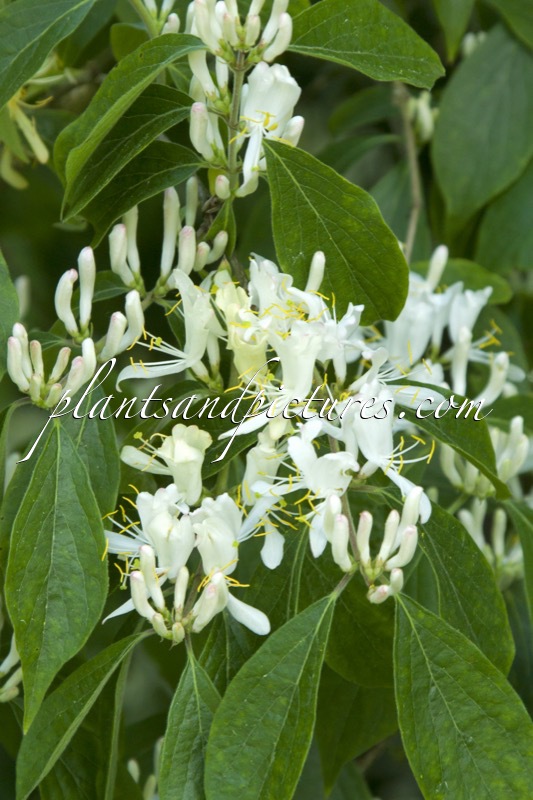 Lonicera maackii