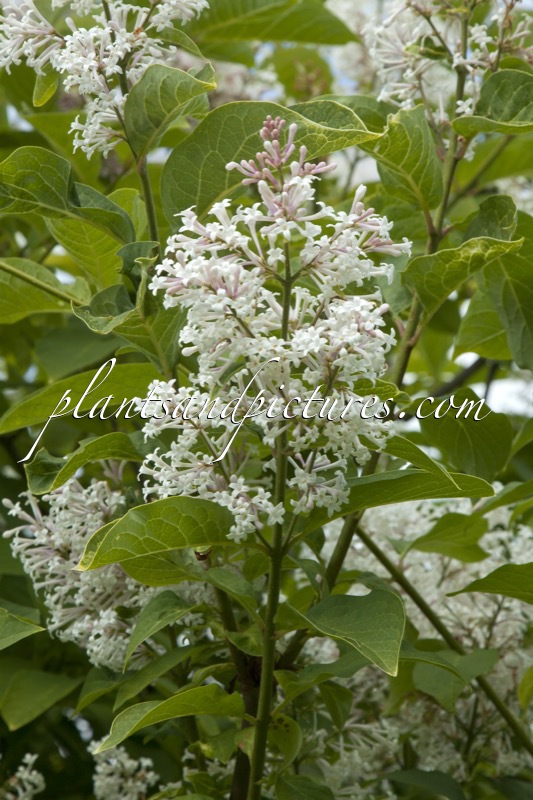 Syringa villosa