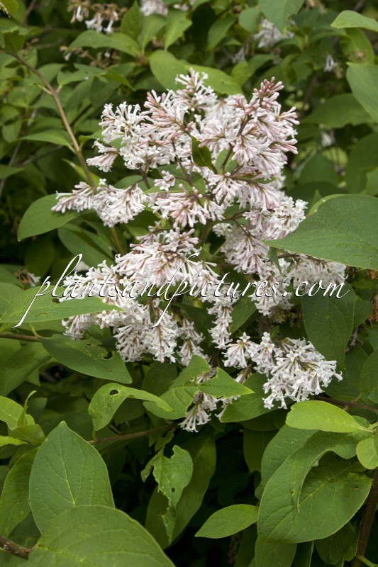 Syringa pinetorum