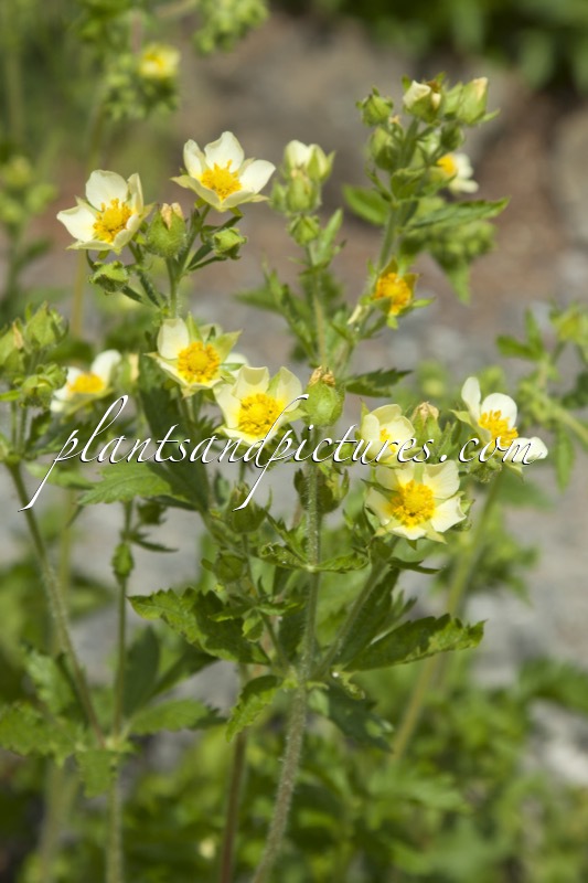 Potentilla arguta