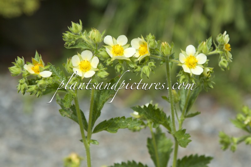 Potentilla arguta