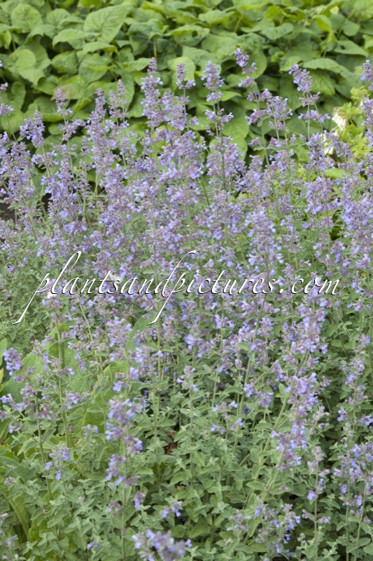 Nepeta ‘Grol’