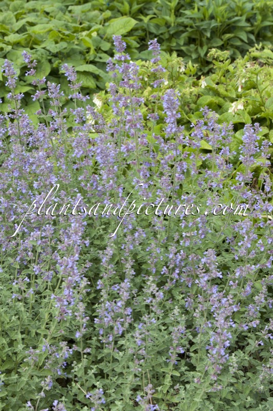 Nepeta ‘Grol’