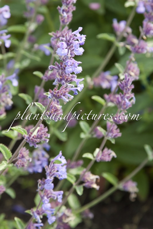 Nepeta ‘Walker’s Low’
