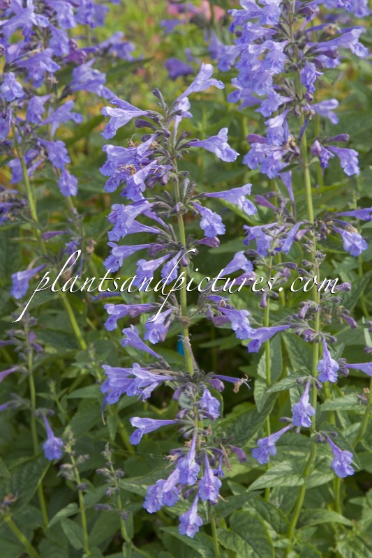 Nepeta sibirica ‘Souvenir d’André Chaudron’