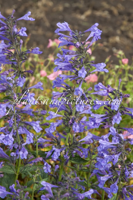 Nepeta sibirica ‘Souvenir d’André Chaudron’