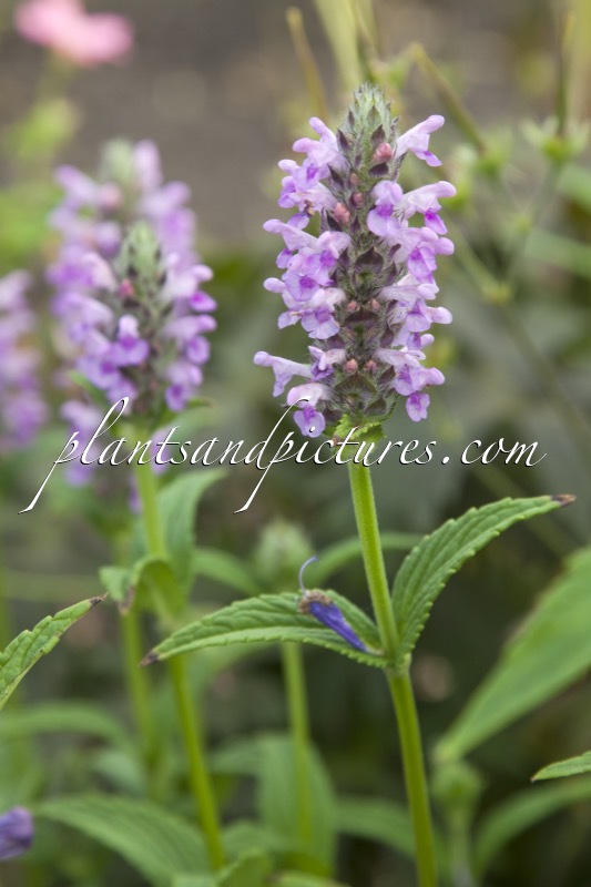 Nepeta nervosa ‘Pink Cat’