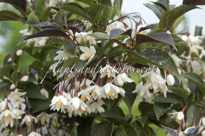 Styrax japonicus ‘Evening Light’