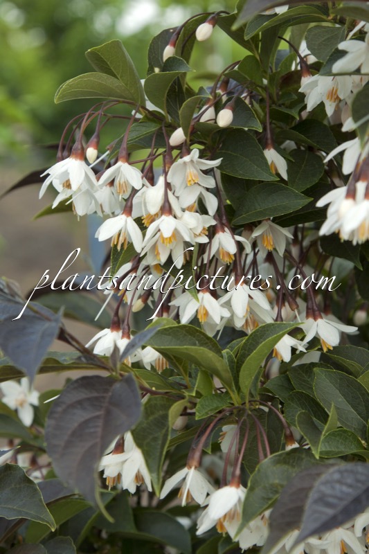 Styrax japonicus ‘Evening Light’