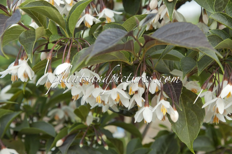 Styrax japonicus ‘Evening Light’