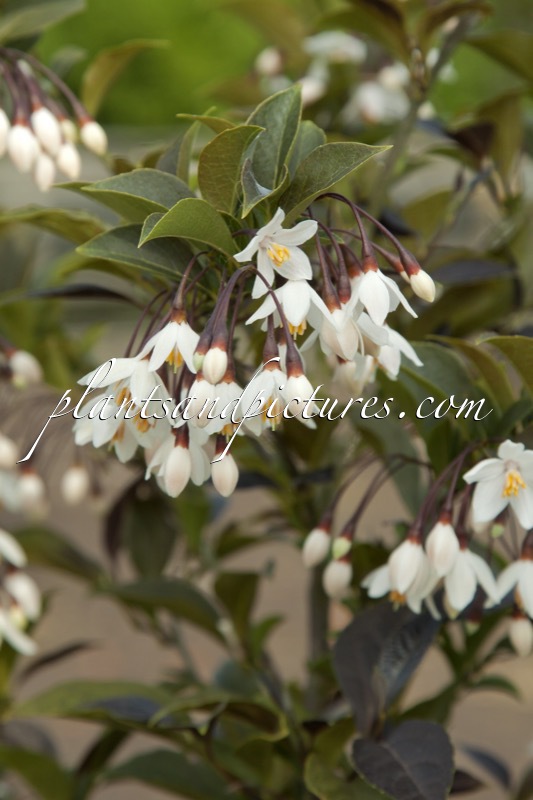 Styrax japonicus ‘Evening Light’