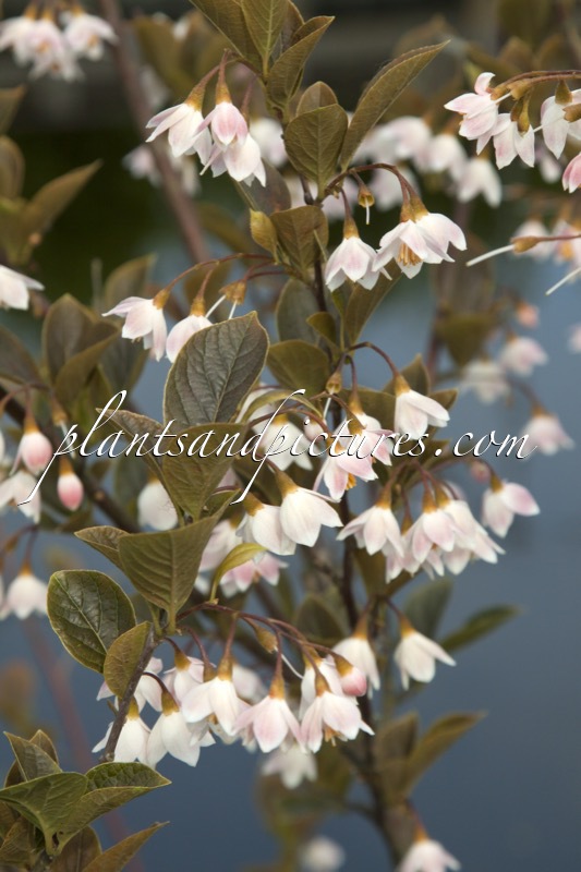 Styrax japonicus ‘Wespelaar’