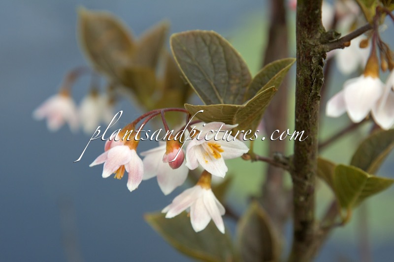 Styrax japonicus ‘Wespelaar’