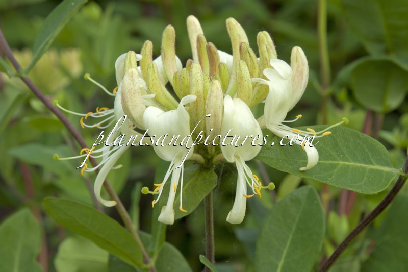 Lonicera periclymenum ‘Scentsation’