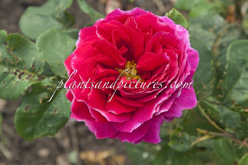 Rosa ‘Auslo’ (OTHELLO)