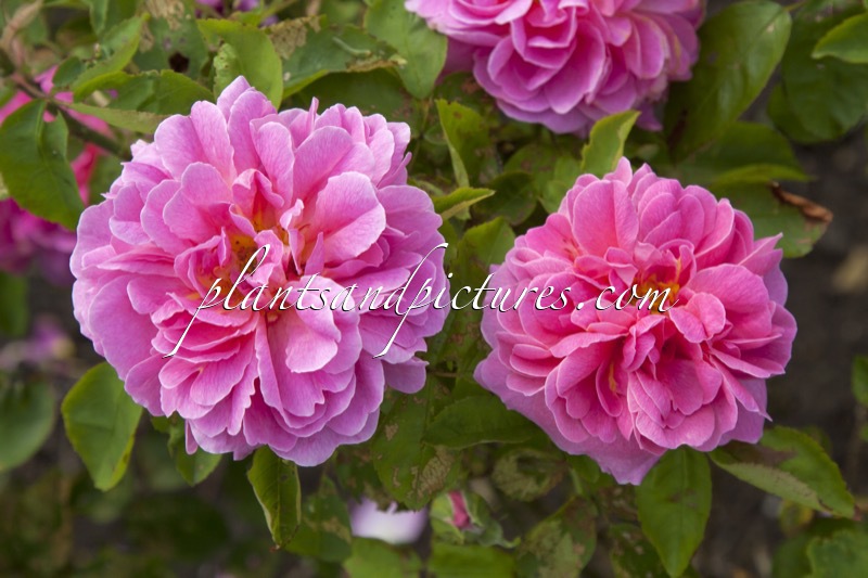 Rosa ‘Ausman’ (THE COUNTRYMAN)