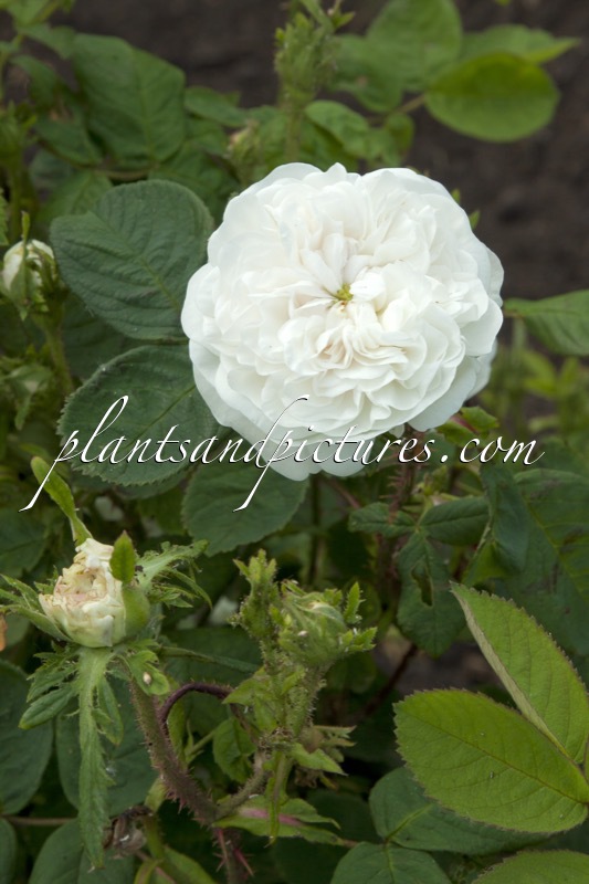 Rosa ‘Mme Hardy’