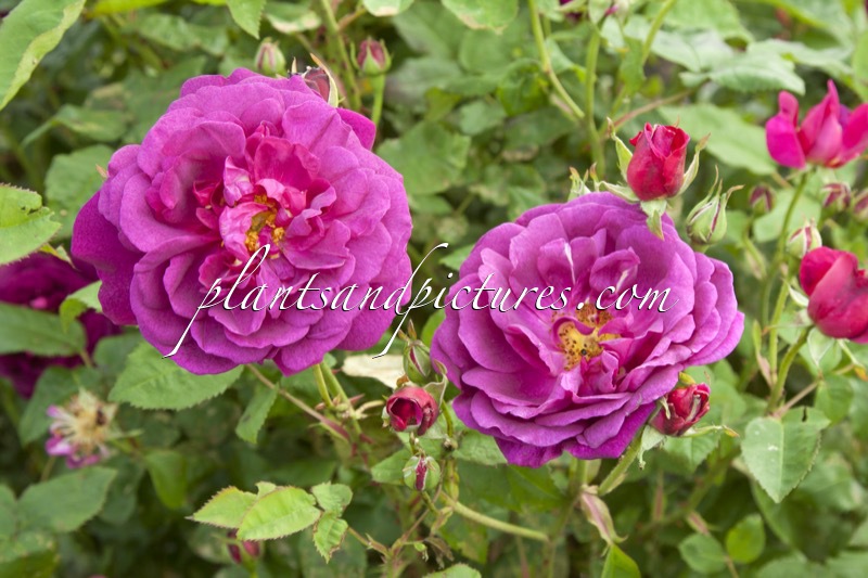 Rosa ‘Auswine’ (CHIANTI)