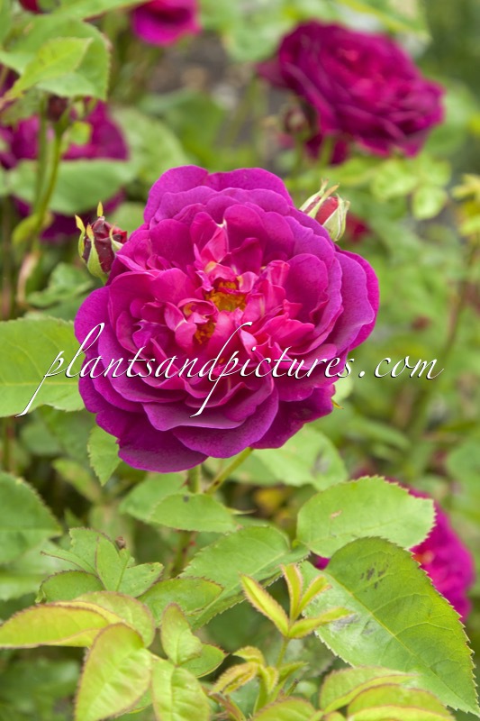 Rosa ‘Auswine’ (CHIANTI)