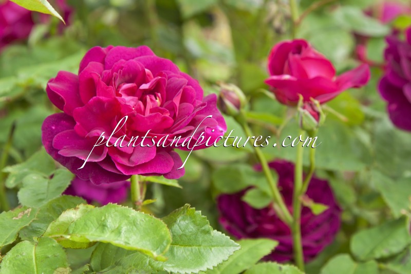 Rosa ‘Auswine’ (CHIANTI)