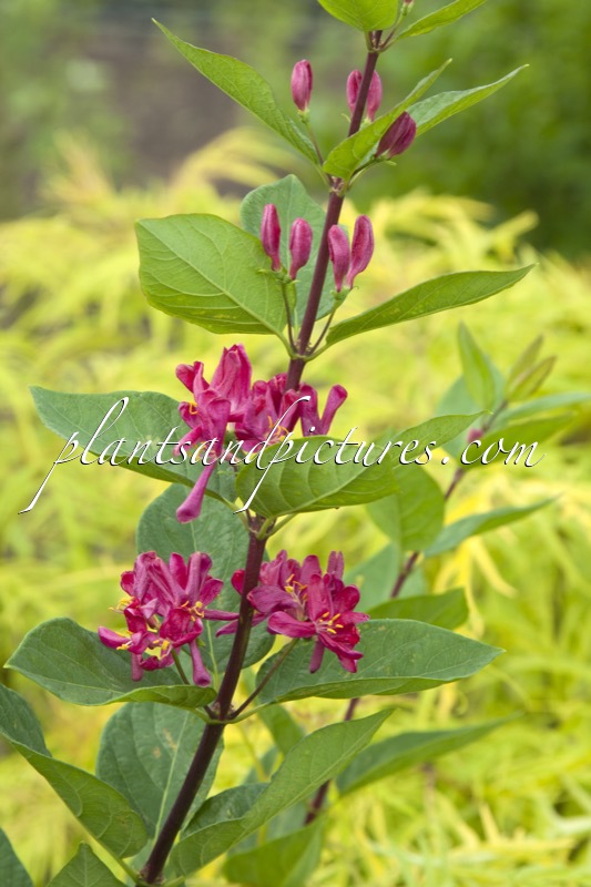Lonicera tatarica ‘Arnold Red’