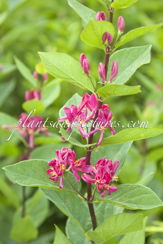Lonicera tatarica ‘Arnold Red’