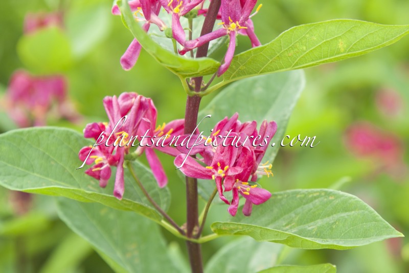 Lonicera tatarica ‘Arnold Red’