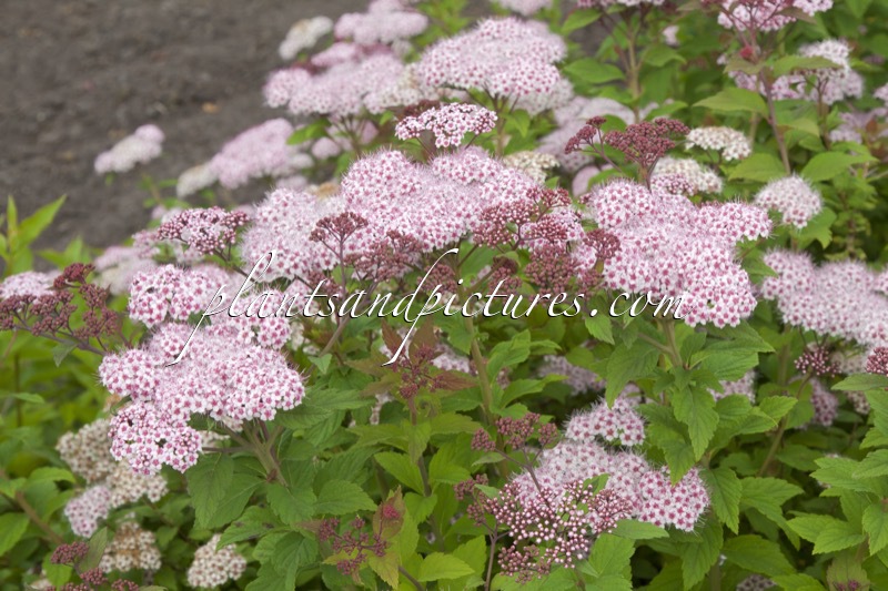 Spiraea ‘Lonspi’ (SPARKLING CHAMPAGNE)