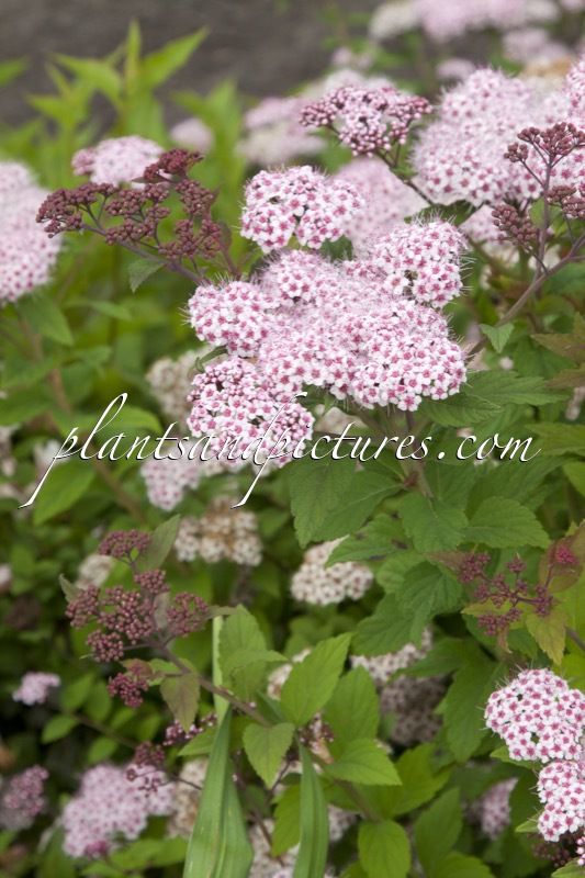 Spiraea ‘Lonspi’ (SPARKLING CHAMPAGNE)