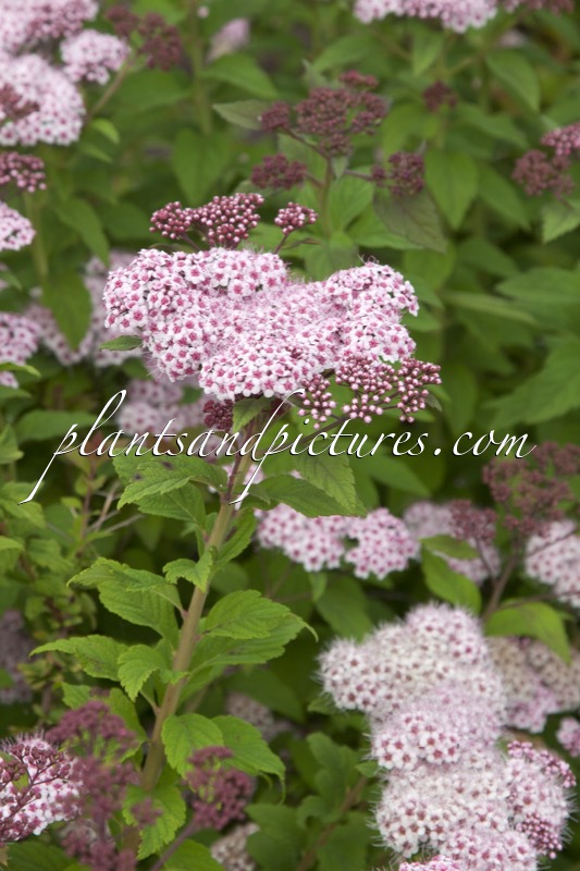 Spiraea ‘Lonspi’ (SPARKLING CHAMPAGNE)