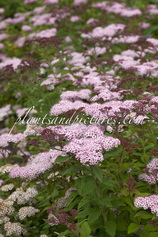 Spiraea ‘Lonspi’ (SPARKLING CHAMPAGNE)