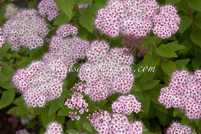 Spiraea ‘Lonspi’ (SPARKLING CHAMPAGNE)
