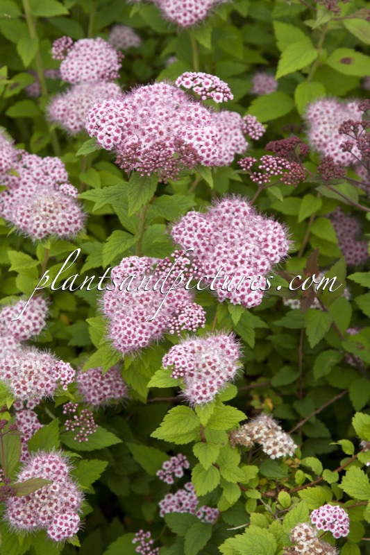 Spiraea ‘Lonspi’ (SPARKLING CHAMPAGNE)