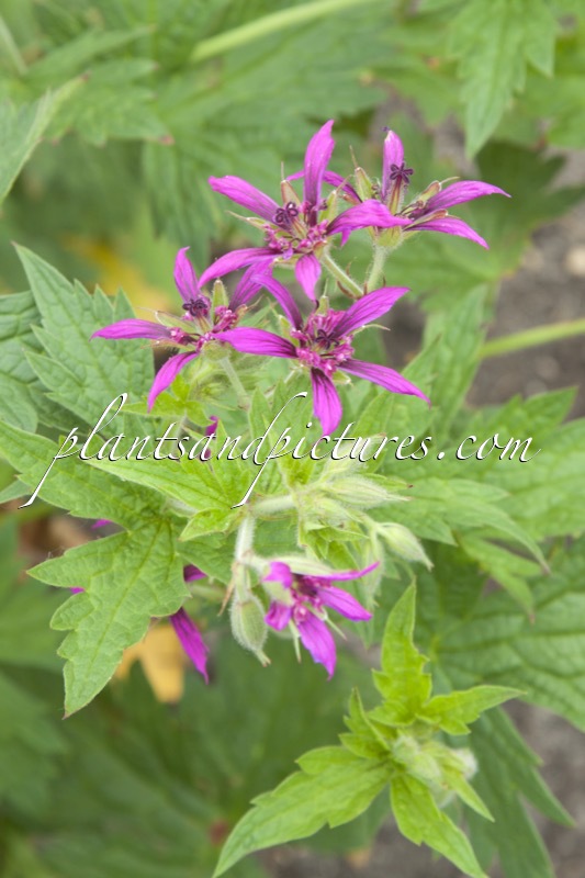 Geranium psilostemon ‘Catherine Deneuve’